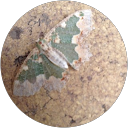 Berice Robb profile picture